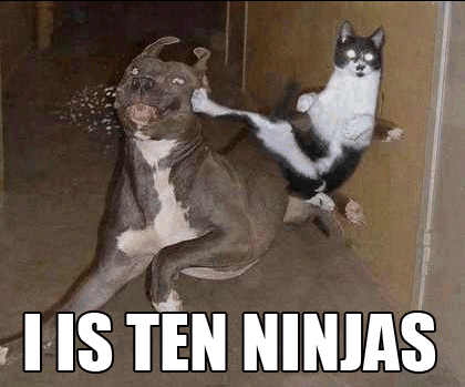 blog_dan_ninja