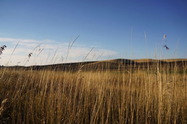 Jessie_Blog_Wheatfield